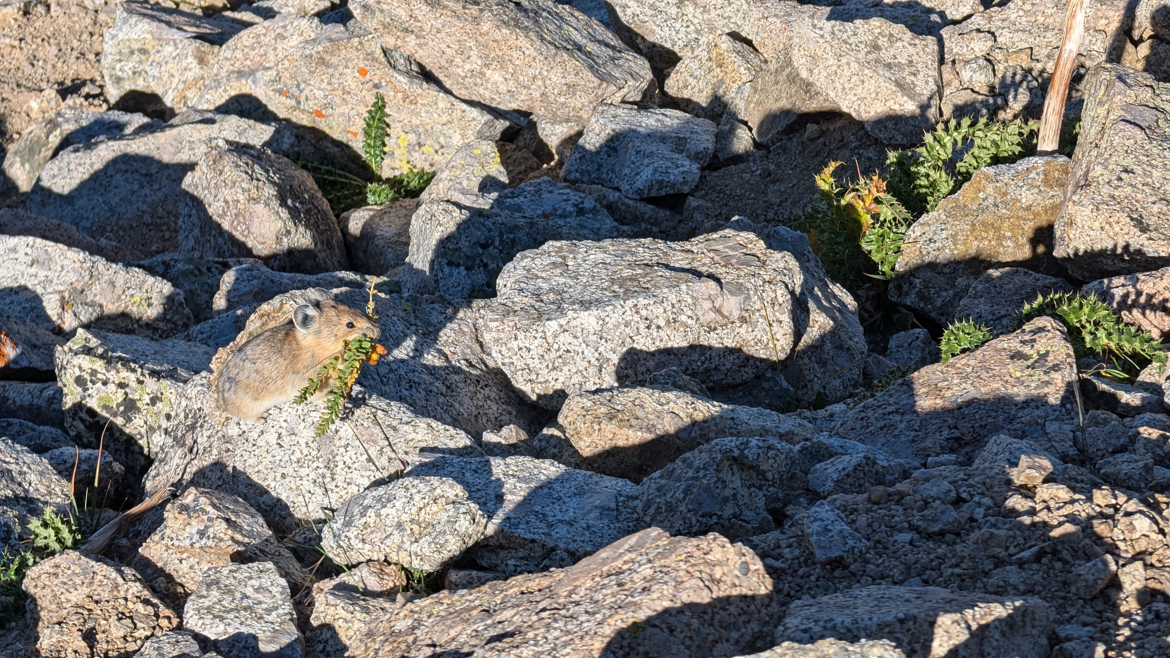 Pika eating some grass